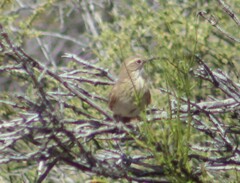 Upucerthia dumetaria
