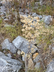 Pseudognaphalium obtusifolium