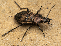 Carabus ulrichii
