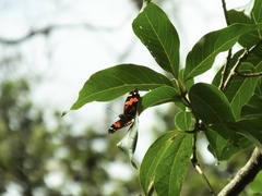 Vanessa tameamea