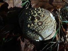 Amanita franchetii