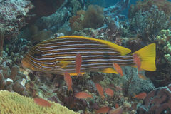 Plectorhinchus polytaenia
