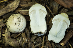 Agaricus xanthodermus