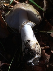 Amanita franchetii