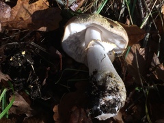 Amanita franchetii