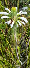 Erica thomae