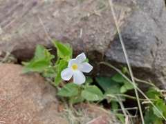 Thunbergia neglecta