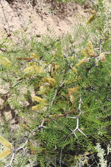 Prosopis alpataco