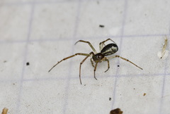 Neriene peltata