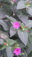 Mirabilis multiflora