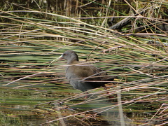Pardirallus sanguinolentus