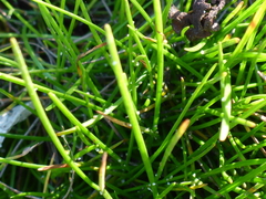 Isolepis cernua