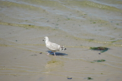 Larus argentatus