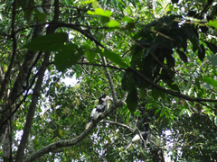 Bycanistes subcylindricus