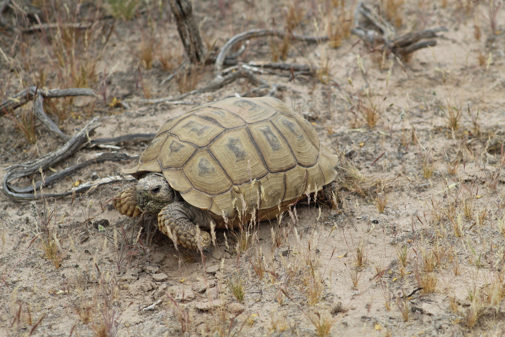 Chaco Tortoise in October 2022 by nicochimento · iNaturalist