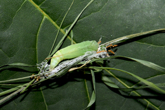 Thymelicus sylvestris