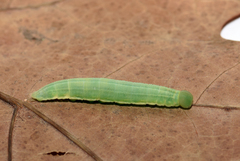 Thymelicus sylvestris