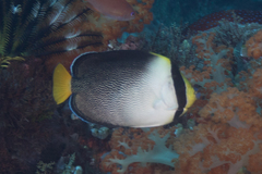 Chaetodontoplus mesoleucus