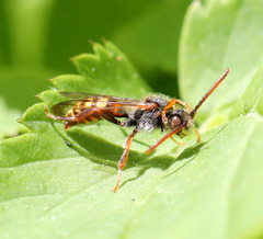 Nomada