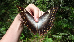 Morpho telemachus