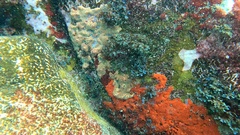 Hemimycale columella