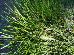 Isolepis cernua
