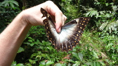 Morpho telemachus