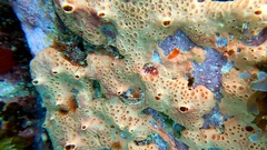 Hemimycale columella