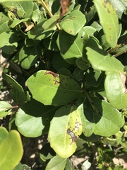 Maytenus procumbens