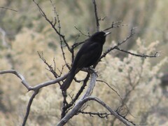 Knipolegus aterrimus