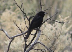 Knipolegus aterrimus