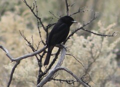 Knipolegus aterrimus