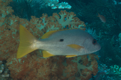 Lutjanus monostigma
