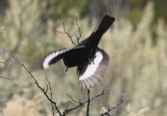 Knipolegus aterrimus