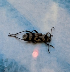 Chlorophorus varius