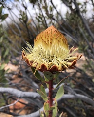 Protea glabra
