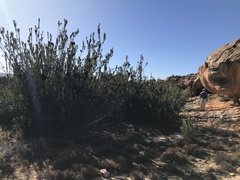 Protea glabra
