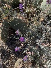 Astragalus palmeri
