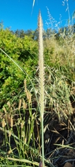 Cenchrus purpureus