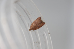 Acleris rhombana