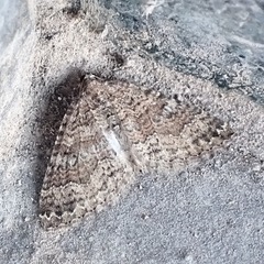 Larentia malvata