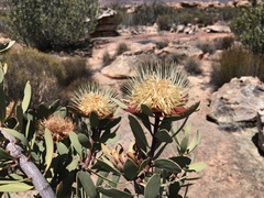 Protea glabra