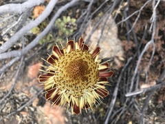 Protea glabra