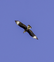 Caracara plancus cheriway