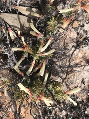 Ericaceae
