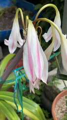 Crinum