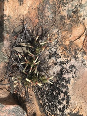Ericaceae