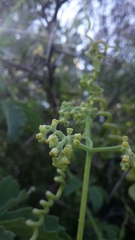 Cyphostemma