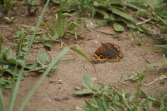 Junonia evarete