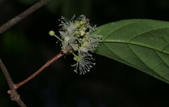 Sandwithia guyanensis